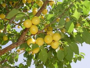 杏子 资料,探寻果实的营养与魅力